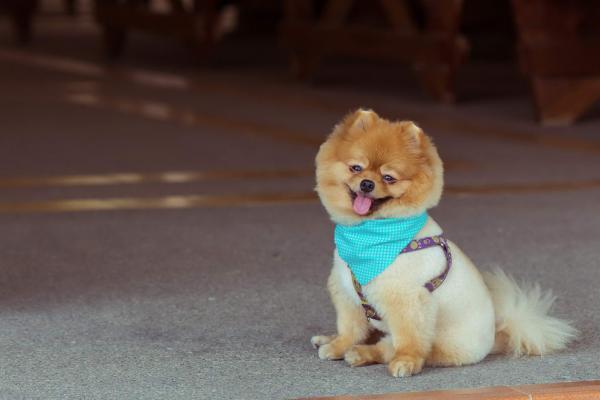 Pellentesque commodo