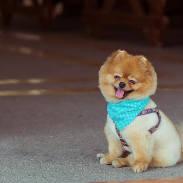 Pellentesque commodo